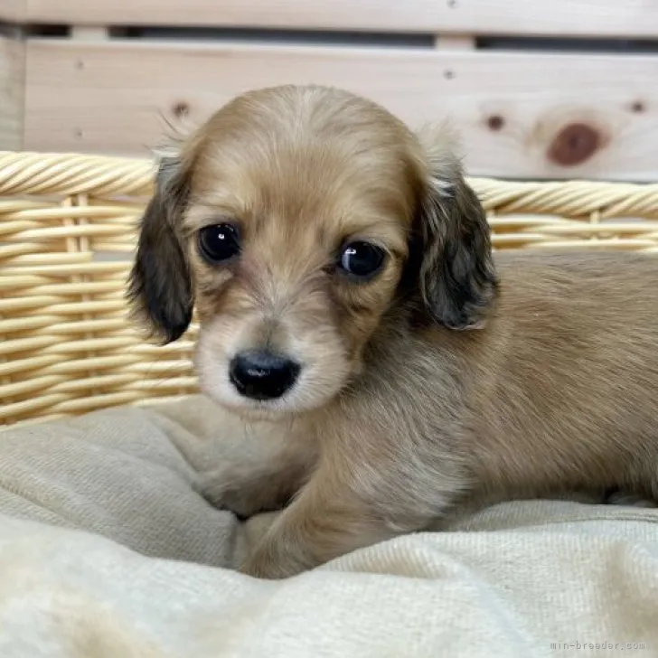 ID:2307-06410の子犬