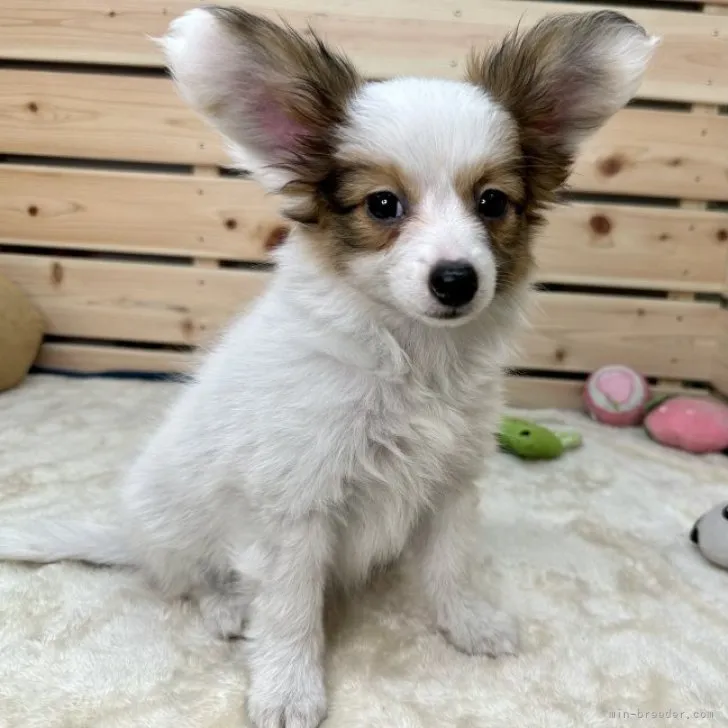 ID:2307-05667の子犬