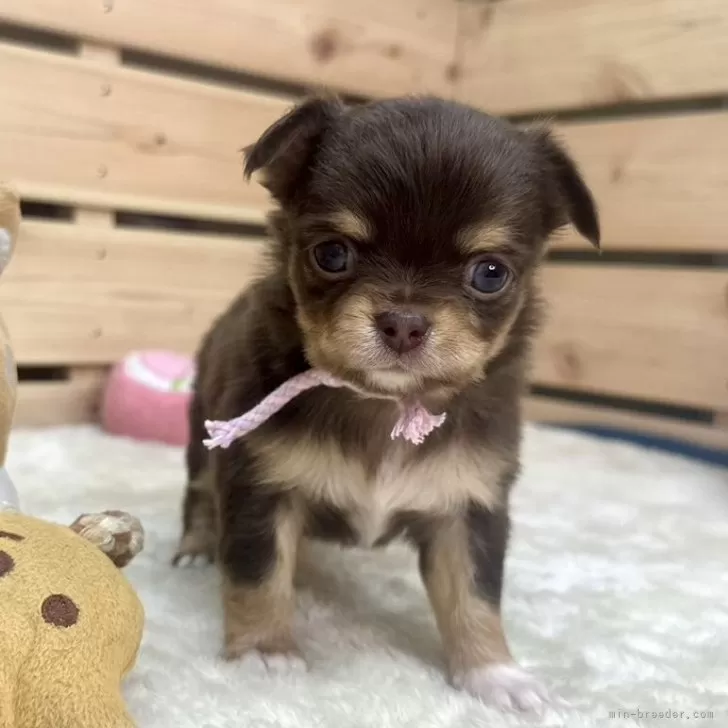 ID：2404-02039の子犬