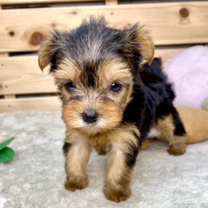 ID:2407-05043の子犬