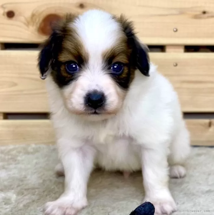 ID：2407-05051の子犬