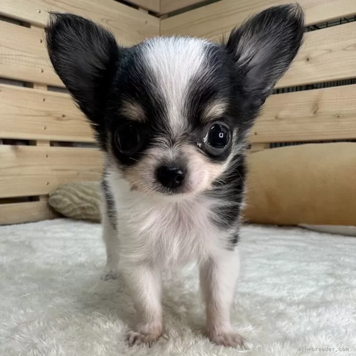 ID:2407-07484の子犬