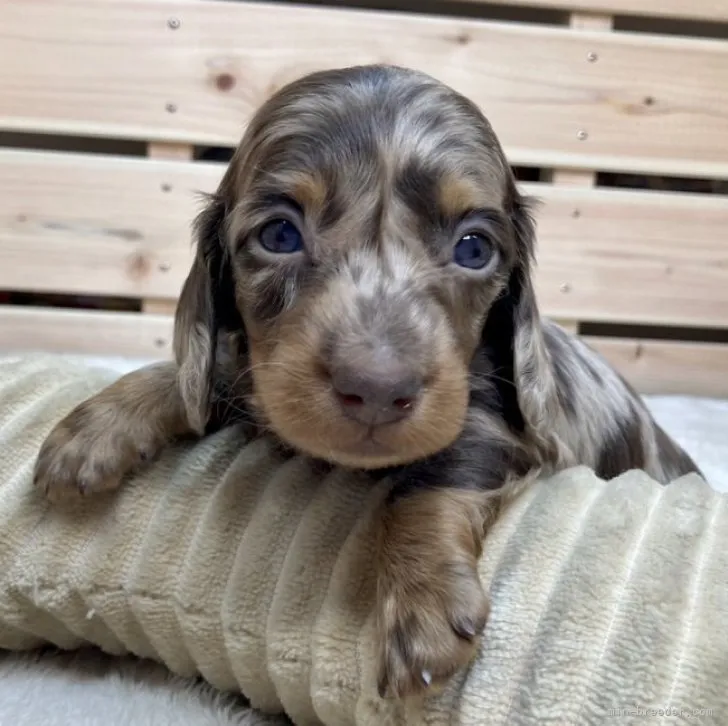 ID：2311-00652の子犬