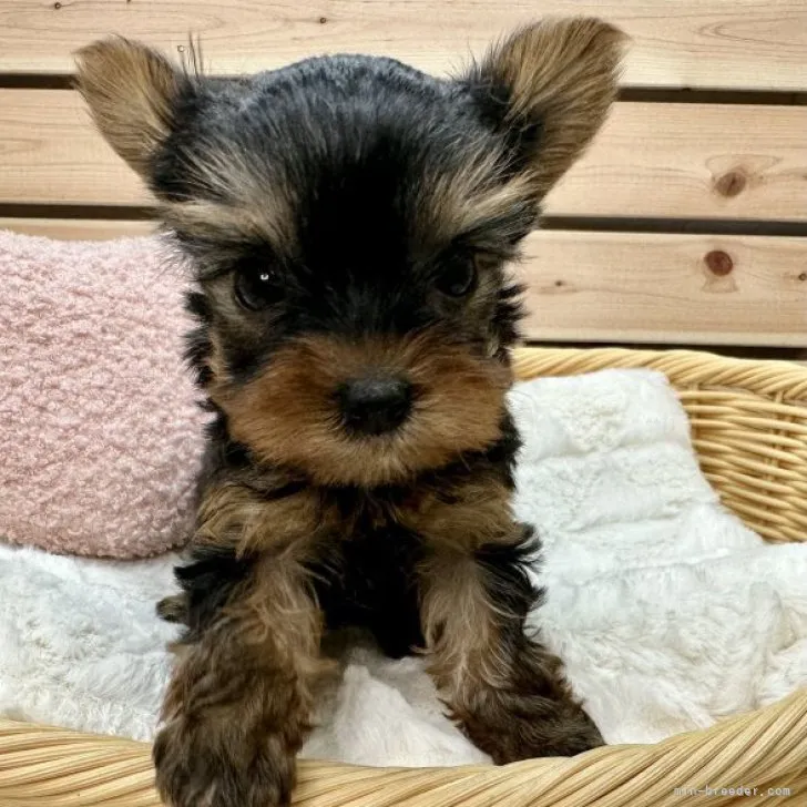 ID：2309-05978の子犬