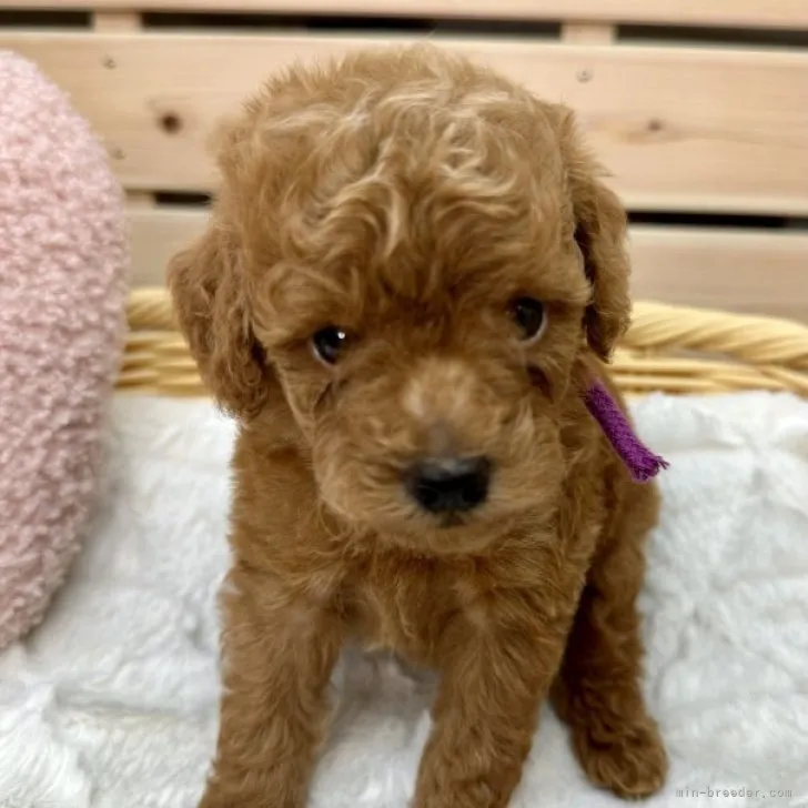 ID：2309-03755の子犬