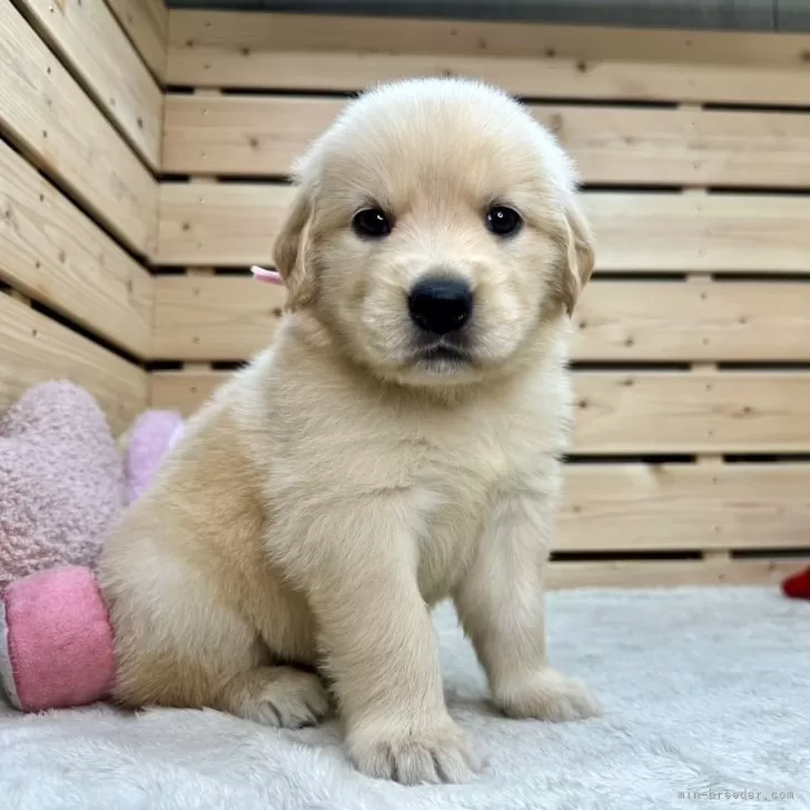 ハナ 様のお迎えした子犬
