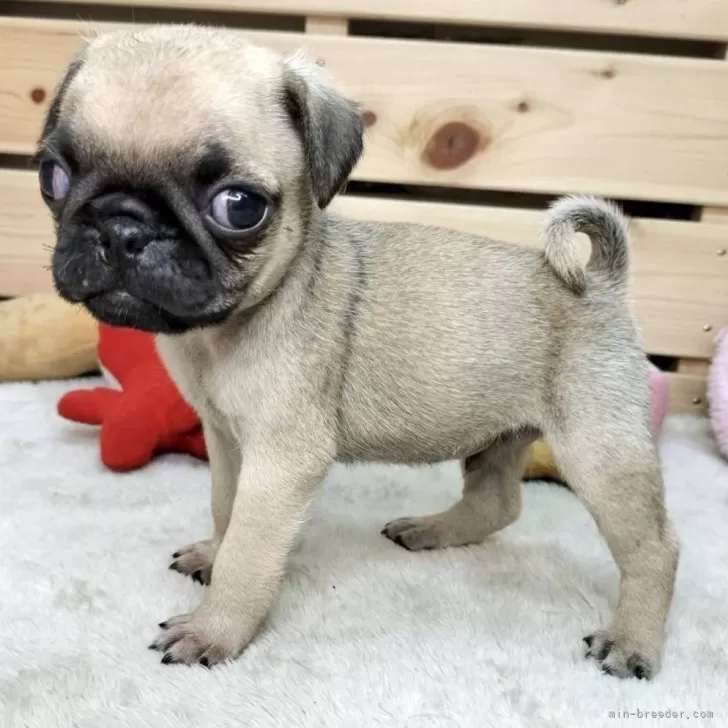 H.M 様のお迎えした子犬