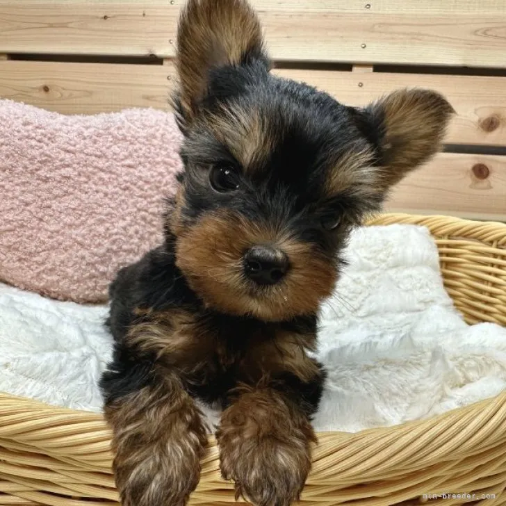 ID:2309-05974の子犬