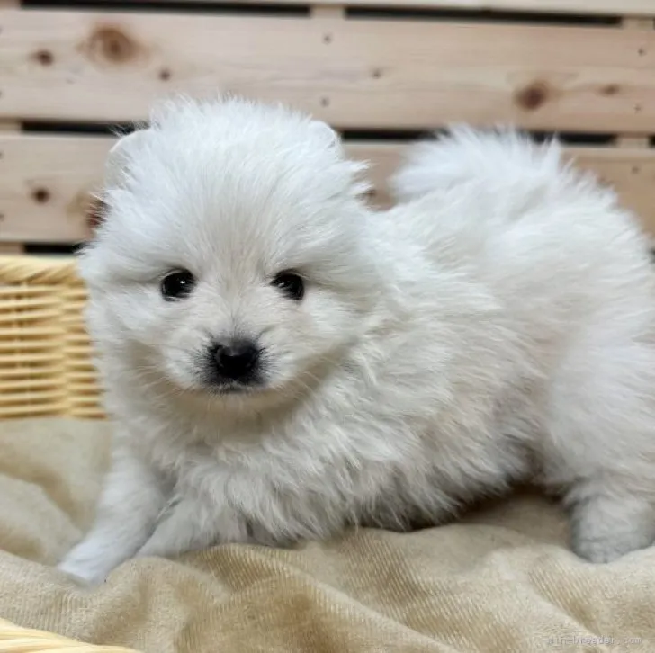 ID:2308-01638の子犬