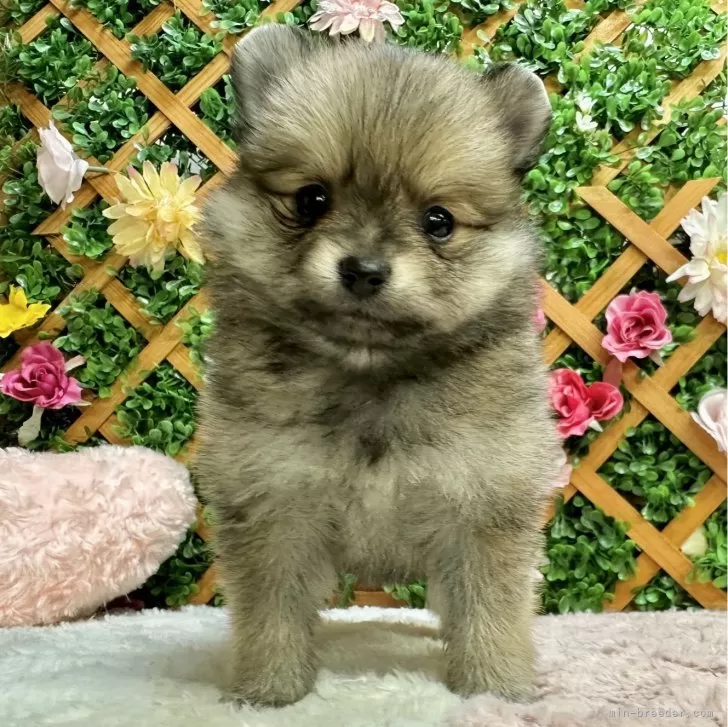 ID:2312-03849の子犬