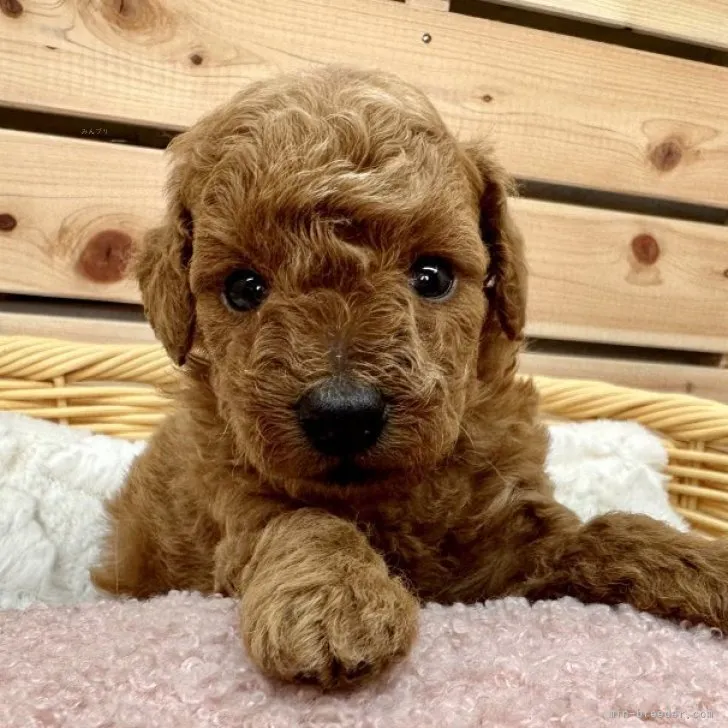 ID：2310-02361の子犬