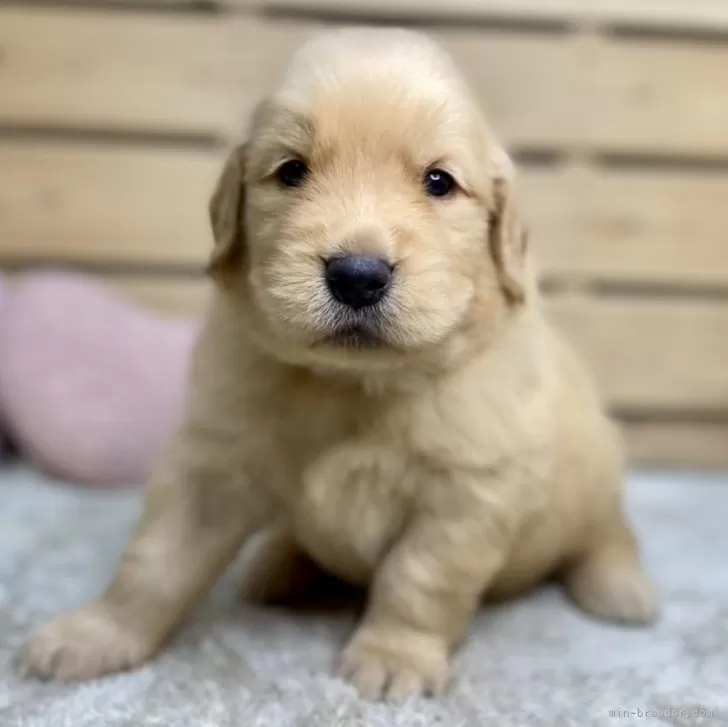 ID：2410-03581の子犬