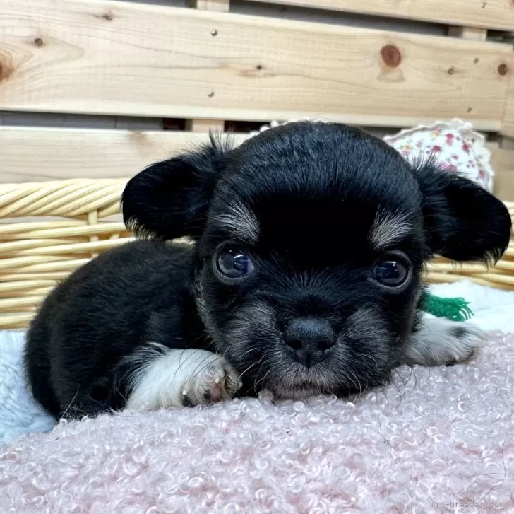 ID：2402-02855の子犬