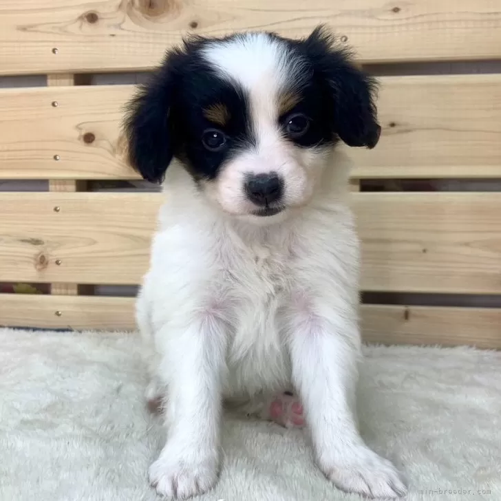 パピヨン【長野県・男の子・2024年3月23日・トライ】の写真1