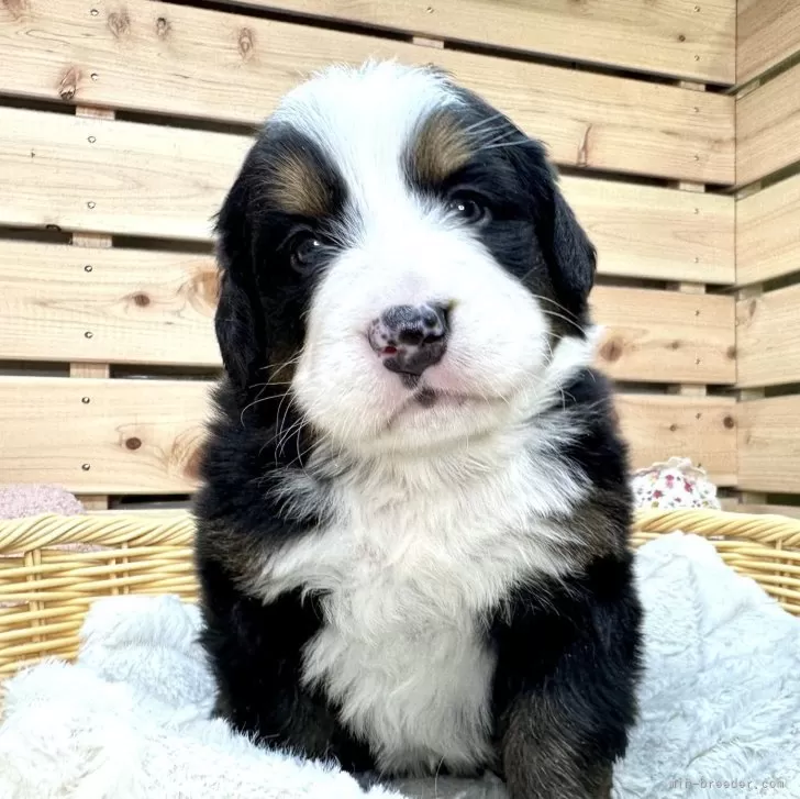 ID：2402-03989の子犬