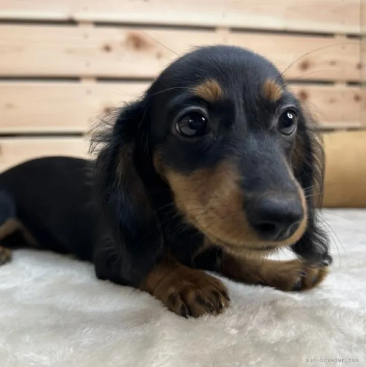 ID:2306-05714の子犬