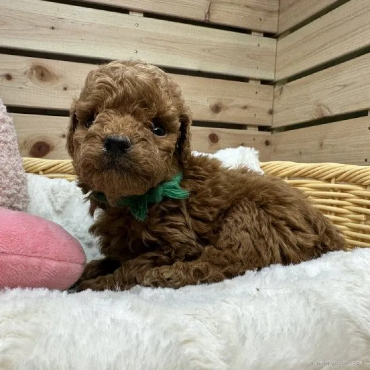 ID:2311-00776の子犬