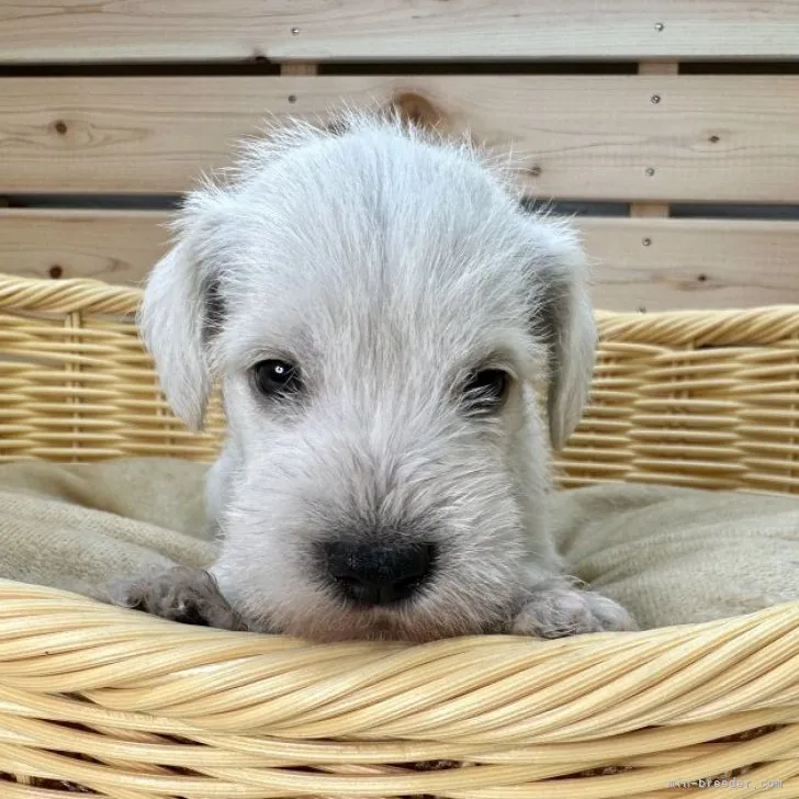 ID:2308-01379の子犬
