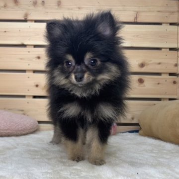 ポメラニアン【長野県・女の子・2024年1月2日・ブラックタン】の写真「ふわふわ可愛い女の子です☺️」