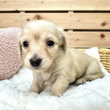 カニンヘンダックスフンド(ロング)【長野県・女の子・2024年2月20日・イエロー】の写真「可愛いお顔の女の子☺️」
