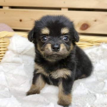 チワックス(チワワ×ダックスフンド)【長野県・女の子・2024年5月17日・ブラックタン】の写真「マイペースで可愛い女の子です☺️」