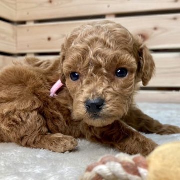 トイプードル(トイ)【長野県・女の子・2023年9月26日・レッド】の写真「11月11日ワンワンセール🐶両親遺伝子クリア✨」
