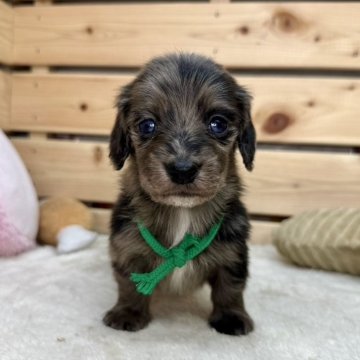 カニンヘンダックスフンド(ロング)【長野県・男の子・2024年4月9日・シルバーダップル】の写真「✨両親遺伝子クリア✨」