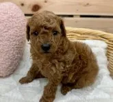 トイプードル(トイ)【長野県・男の子・2023年8月29日・レッド】の写真2