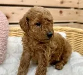 トイプードル(トイ)【長野県・男の子・2023年8月29日・レッド】の写真4