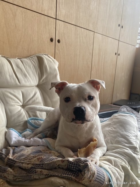 渡邊真澄ブリーダーのブログ：1歳の誕生日おめでとう🎂💕🎈