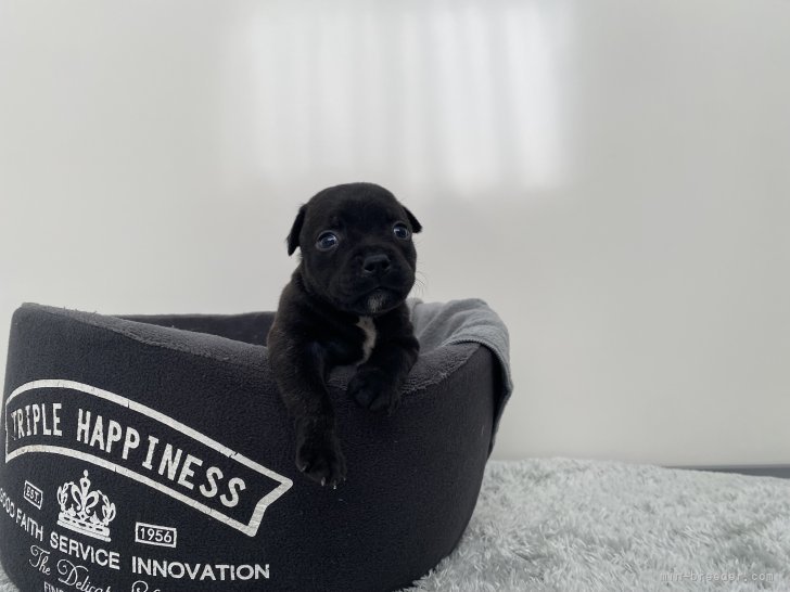 渡邊真澄ブリーダーのブログ：可愛い🩷スタッフィー子犬