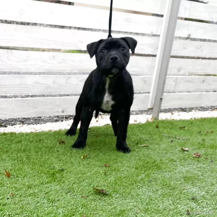 ID：2508-05329の子犬