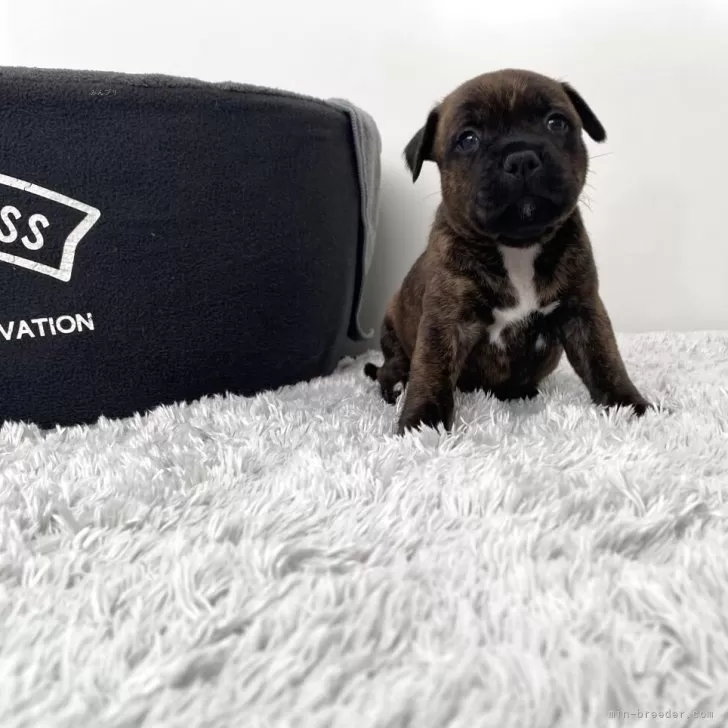 マキ 様のお迎えした子犬
