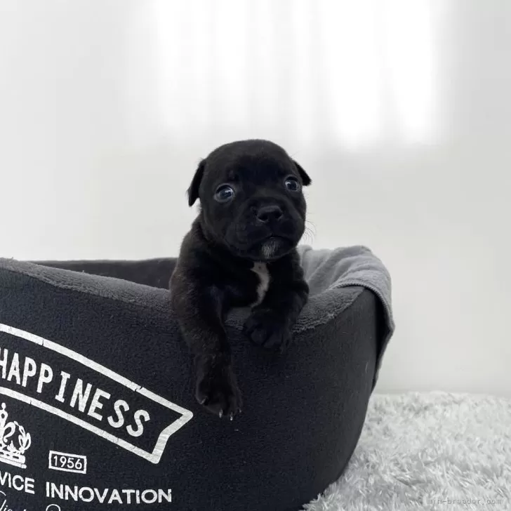 ID：2506-06185の子犬