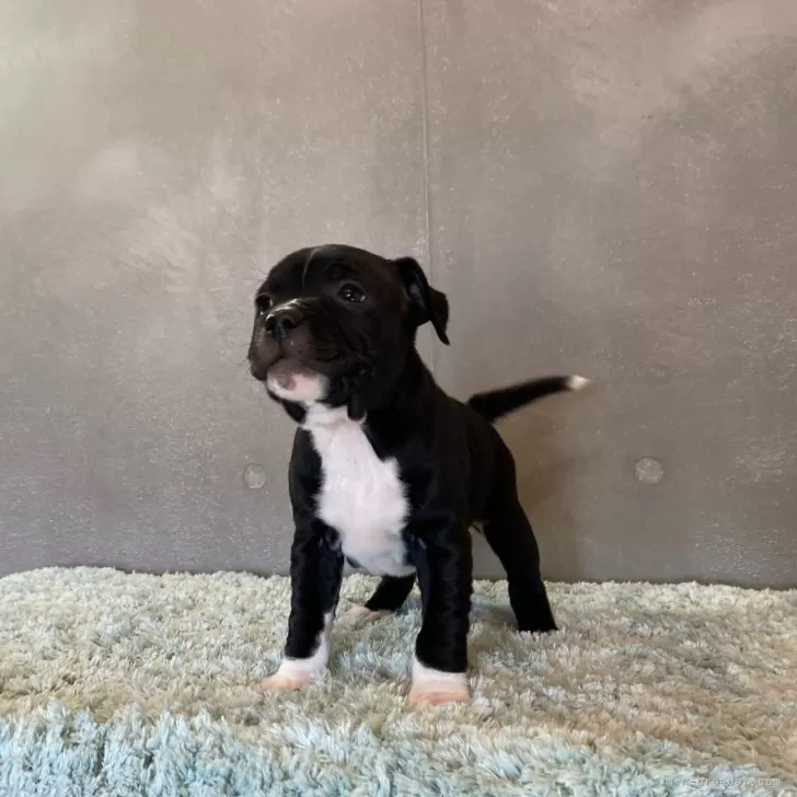 ID：2501-03589の子犬