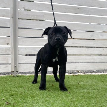 スタッフォードシャーブルテリア【群馬県・女の子・2025年7月10日・ブラックブリンドル&ホワイト】の写真「マイペースな可愛い女の子」