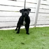 スタッフォードシャーブルテリア