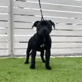 スタッフォードシャーブルテリア