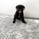 スタッフォードシャーブルテリア【群馬県・女の子・2025年7月10日・ブラックブリンドル&ホワイト】の写真2