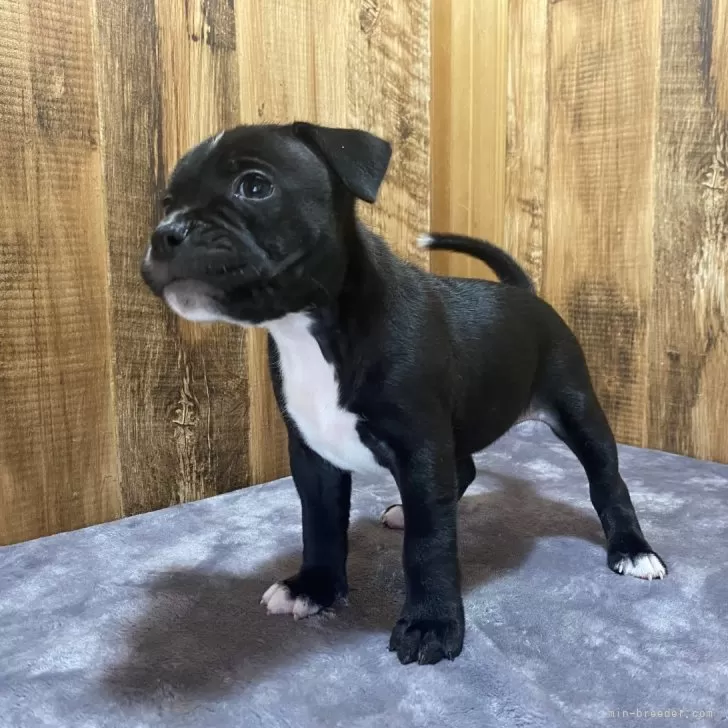 エリー 様のお迎えした子犬
