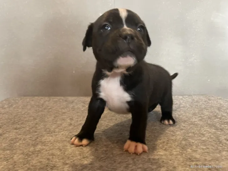 ID:2202-03080の子犬