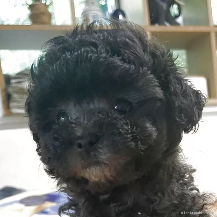 ID:2506-05158の子犬