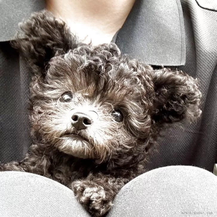 ID:2506-05210の子犬