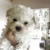 ティーカッププードル