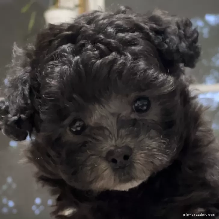 なのなの 様のお迎えした子犬