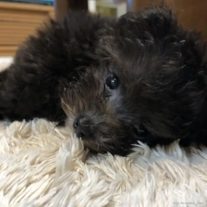 コハク 様のお迎えした子犬