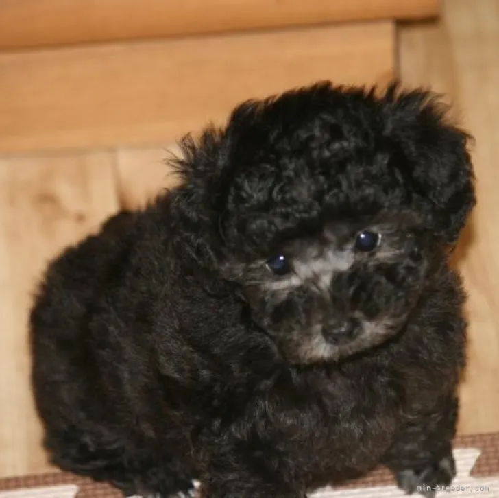 ID:2211-04263の子犬