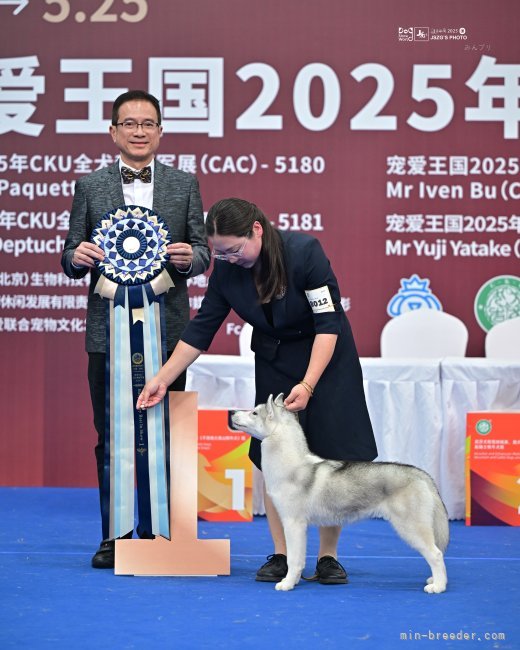 鉄鐔 (月間誌「麗」掲載、子犬に蝶図・江戸後期) 李楡燁ブリーダーのブログ|Mano|Best Baby In Show✨(25.5.26