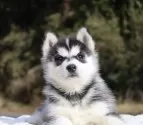 シベリアンハスキー【東京都・女の子・2025年10月12日・ブラック&ホワイト】の写真3