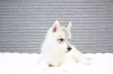 シベリアンハスキー【東京都・女の子・2025年8月18日・シルバー&ホワイト】の写真12
